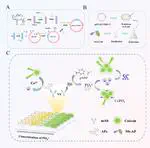 Anti-Idiotypic Nanobody Alkaline Phosphatase Fusion Protein-Triggered On–Off–On Fluorescence Immunosensor for Aflatoxin in Cereals